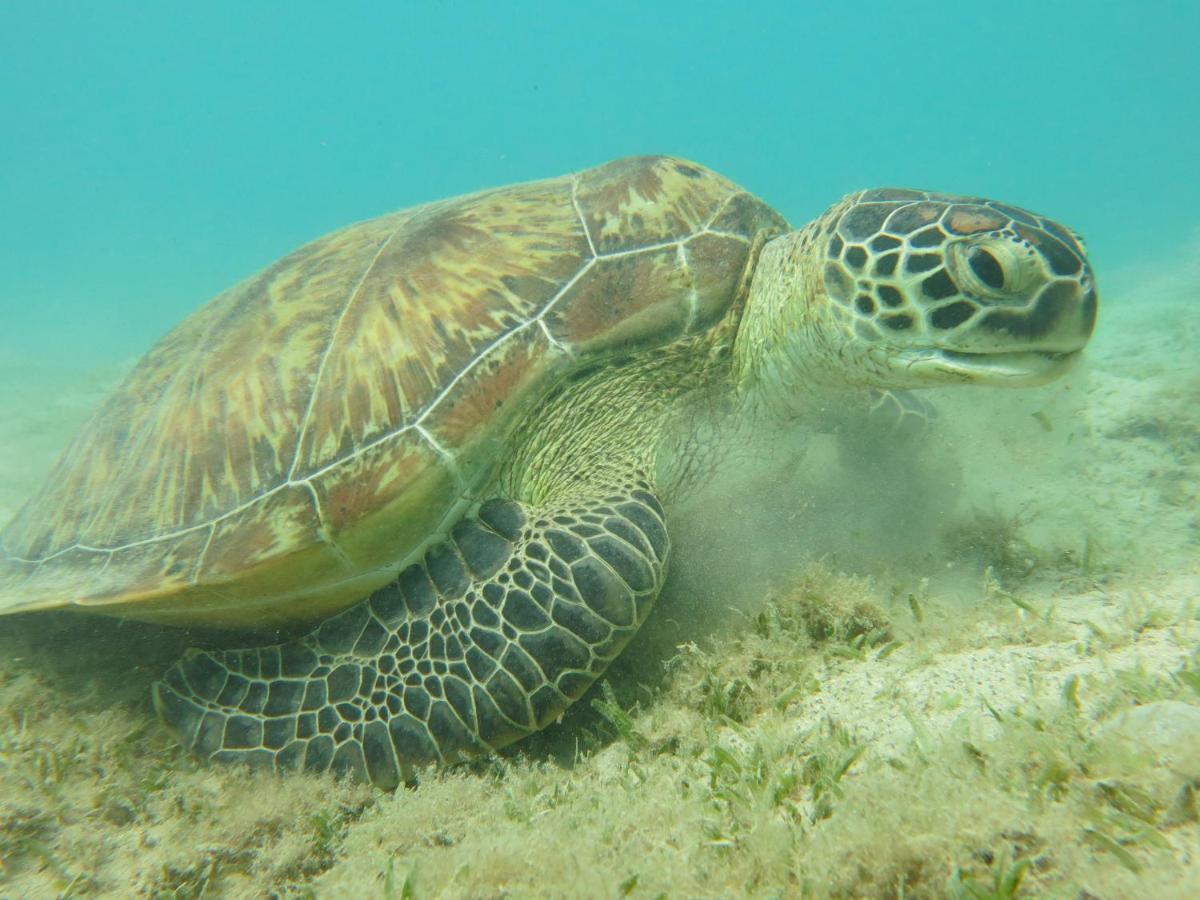 Blue Vision Diving Hotel Marsa Alam Exterior photo