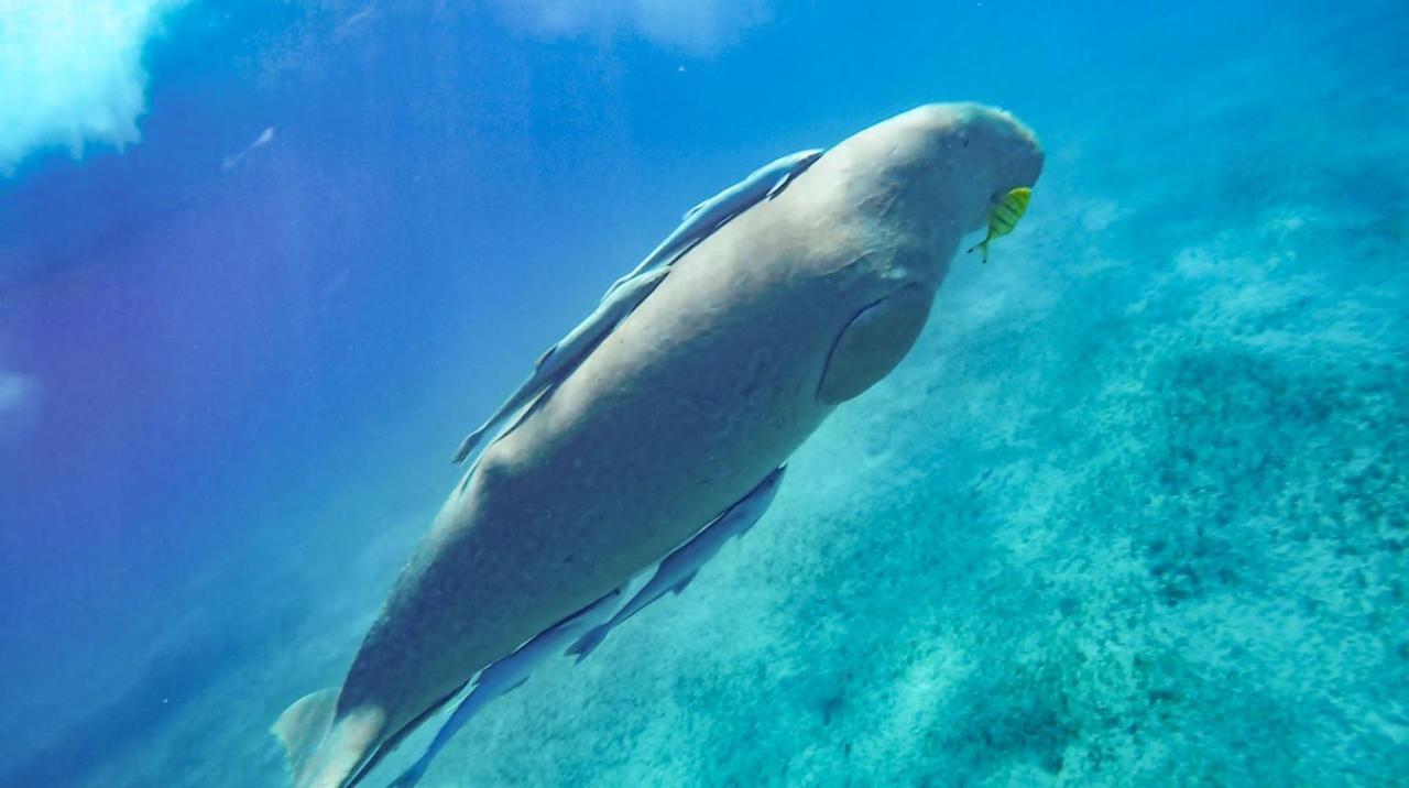 Blue Vision Diving Hotel Marsa Alam Exterior photo