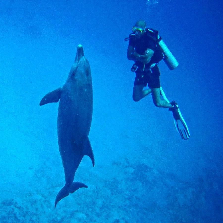 Blue Vision Diving Hotel Marsa Alam Exterior photo