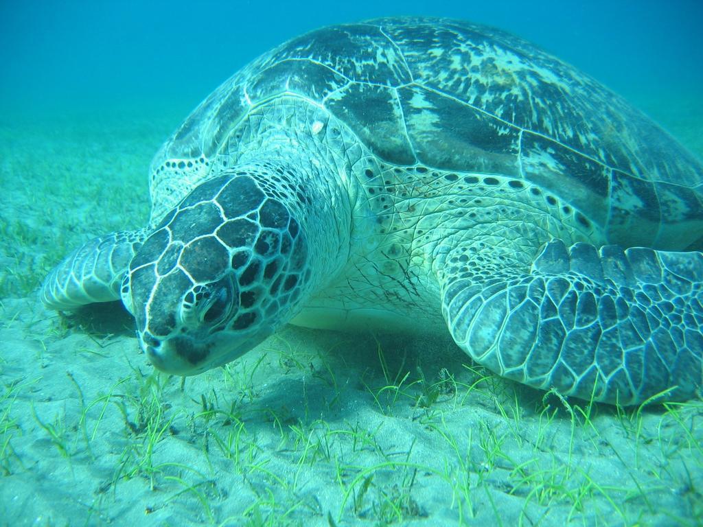 Blue Vision Diving Hotel Marsa Alam Exterior photo